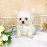 ビションフリーゼ