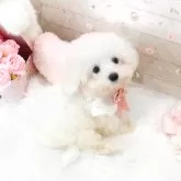 ビションフリーゼ