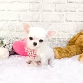 チワワ(ロング)