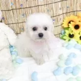 ビションフリーゼ