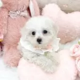 ビションフリーゼ