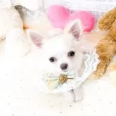 チワワ(ロング)