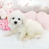 ビションフリーゼ