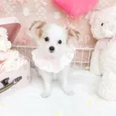 チワマル(チワワ×マルチーズ)【滋賀県・女の子・2025年7月30日・レッドアンドホワイト】の写真3