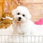 ビションフリーゼ【滋賀県・女の子・2026年1月21日・ホワイト】の写真3