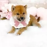 柴犬(標準サイズ)【滋賀県・女の子・2025年7月19日・赤】の写真3