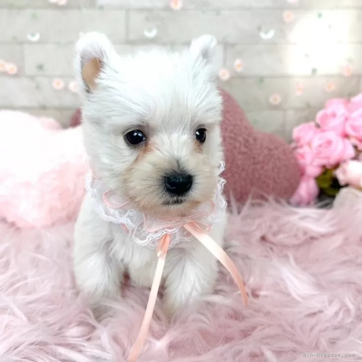 ID:2405-05519の子犬