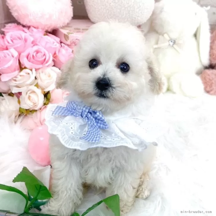 ID:2408-05762の子犬