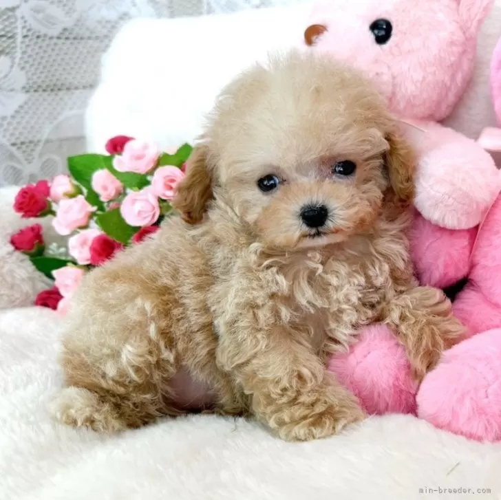 ID:2404-00569の子犬