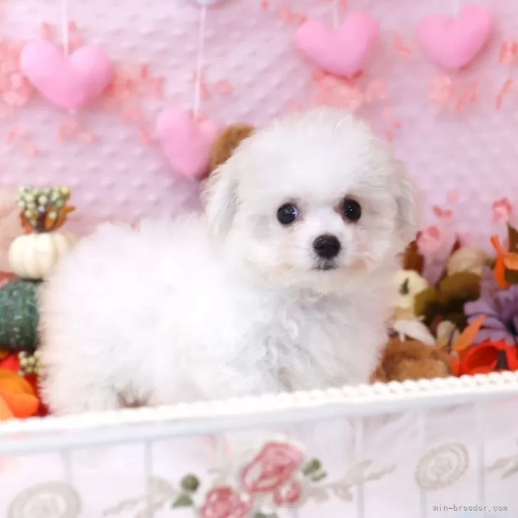 ID：2409-03724の子犬