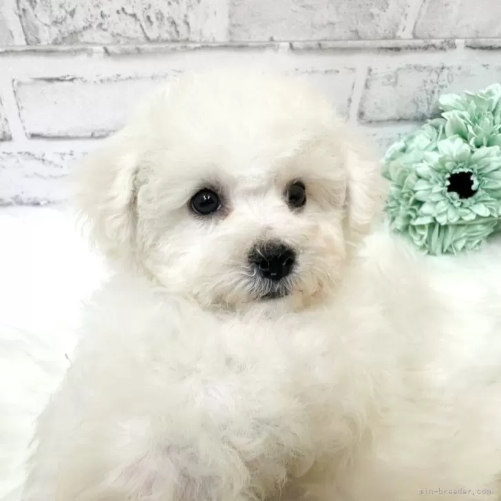 ID：2403-03549の子犬