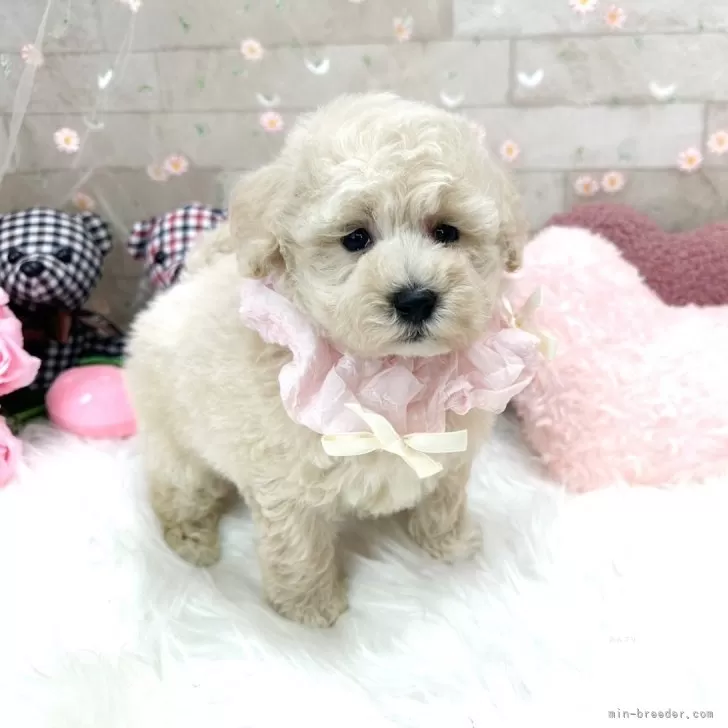ID：2406-00586の子犬