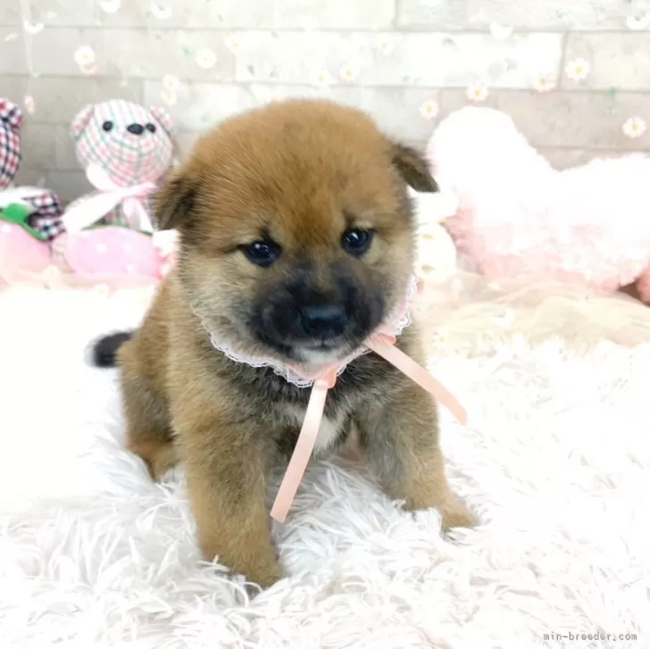 ID:2405-03037の子犬