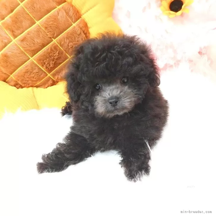 ID：2408-04385の子犬