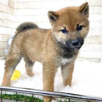 柴犬(標準サイズ)【滋賀県・男の子・2024年2月24日・赤】の写真「とってもわんぱくで元気な子🐶」