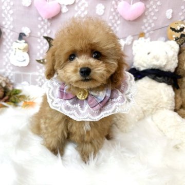 トイプードル(ティーカップ)【滋賀県・女の子・2024年6月27日・レッドフォーン】の写真「顔たちが綺麗な女の子🐶💕」