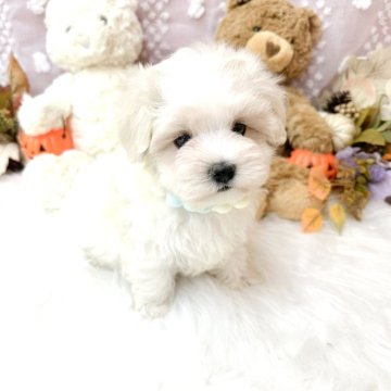 マルチーズ【滋賀県・男の子・2024年8月17日・ホワイト】の写真「とっても人懐っこいかわいい男の子🐶✨」