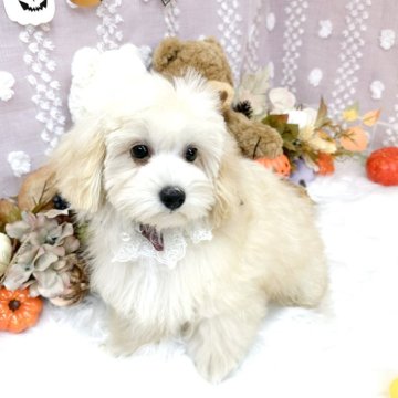マルプー(マルチーズ×トイプードル)【滋賀県・女の子・2024年5月30日・アプリコット】の写真「とても可愛いお顔の女の子🐶💕」