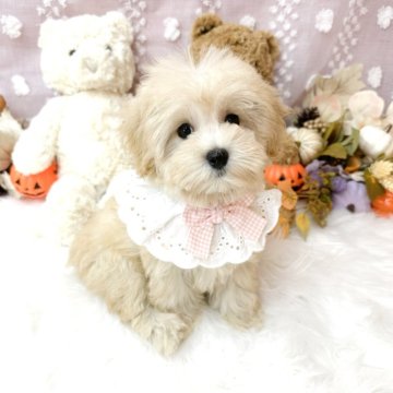 マルプー(マルチーズ×トイプードル)【滋賀県・女の子・2024年7月18日・クリーム】の写真「おっとり可愛い女の子🐶💕」