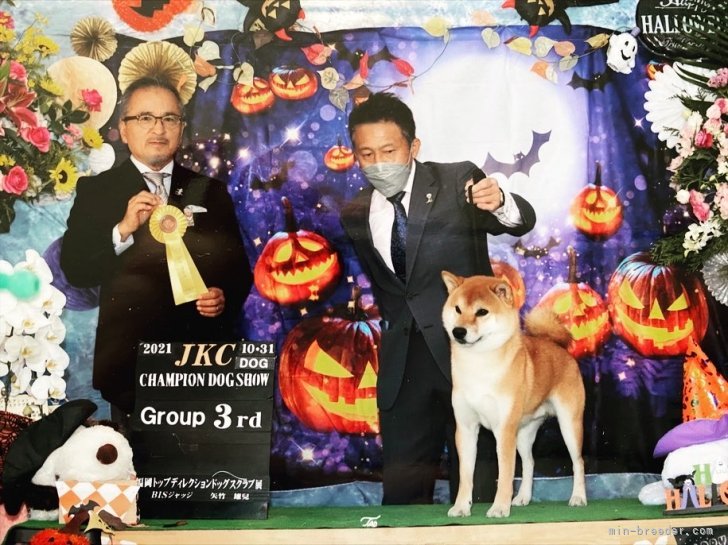 近藤朋香ブリーダーのブログ：柴っ子たちのお父さんお母さん