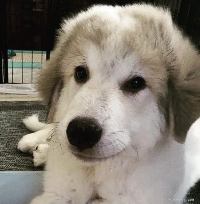 ID：2106-00926の子犬