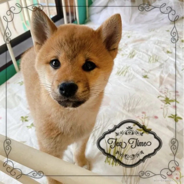 ID:2301-05264の子犬