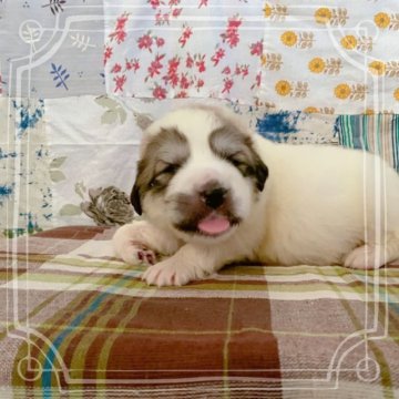 グレートピレニーズ【岡山県・女の子・2023年4月16日・ホワイト&グレーマーキング】の写真「大きくまるまるふとった女の子です😊」