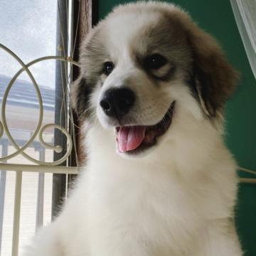 グレートピレニーズ【岡山県・男の子・2022年6月17日・ホワイト&グレーマーキング】の写真「幼い顔つきがまたかわいらしくて(˶ᐢωᐢ˶)」