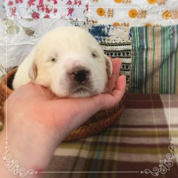 グレートピレニーズ【岡山県・男の子・2023年4月16日・ホワイト】の写真「つぶらな瞳の僕😆」