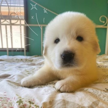 グレートピレニーズ【岡山県・男の子・2023年4月16日・ホワイト】の写真「不思議な雰囲気のまん丸かわいい男の子😊」
