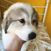 グレートピレニーズ【岡山県・女の子・2024年1月21日・ホワイト&バッジャーマーキング】の写真2