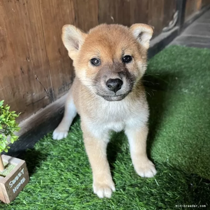 I.S 様のお迎えした子犬