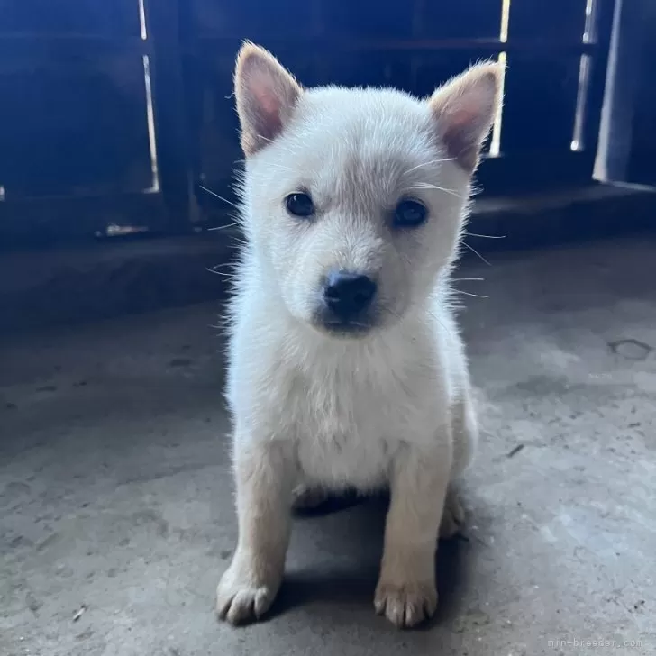 北海道犬【岩手県・女の子・2025年9月20日・白】の写真1