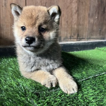 柴犬(標準サイズ)【岩手県・男の子・2025年10月7日・赤】の写真「ワクチン接種費用、マイクロチップ装着費用込」