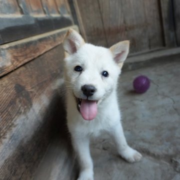 北海道犬【岩手県・男の子・2025年3月28日・白】の写真「ワクチン接種済」