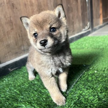 柴犬(標準サイズ)【岩手県・女の子・2025年10月5日・赤】の写真「ワクチン接種費用、マイクロチップ装着費用込」
