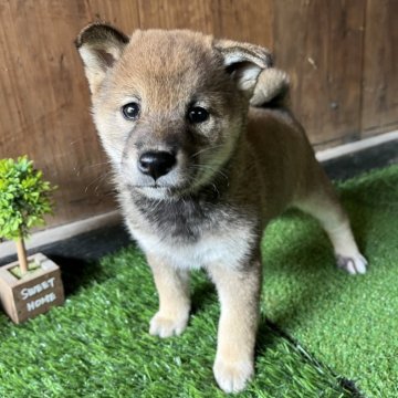 柴犬(標準サイズ)【岩手県・女の子・2025年8月19日・胡麻】の写真「諸費用込」