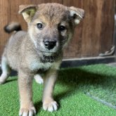 柴犬(標準サイズ)
