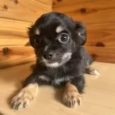 チワワ(ロング)