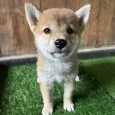柴犬(標準サイズ)