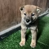 柴犬(標準サイズ)