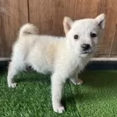 北海道犬【岩手県・男の子・2025年10月2日・白】の写真1