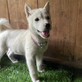 北海道犬