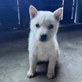 北海道犬【岩手県・女の子・2025年9月20日・白】の写真1