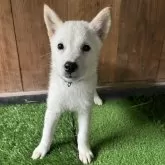 北海道犬