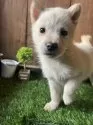 北海道犬【岩手県・男の子・2025年10月2日・白】の写真2