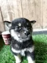 柴犬(標準サイズ)【岩手県・女の子・2025年3月18日・黒】の写真2