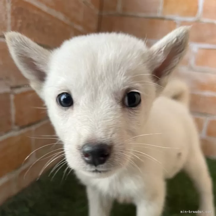 ID：2407-00906の子犬