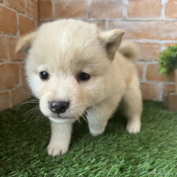 ID:2405-06174の子犬