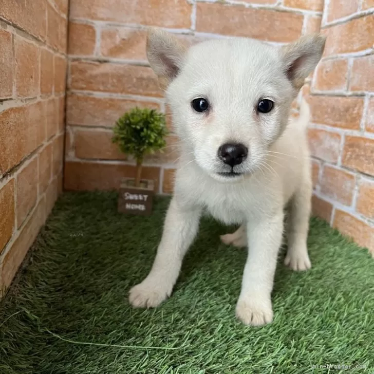ID：2407-00899の子犬